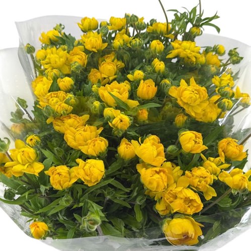 Ranunculus Butterfly Moderna Proxima