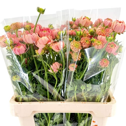 Ranunculus Butterfly Moderna Riviera