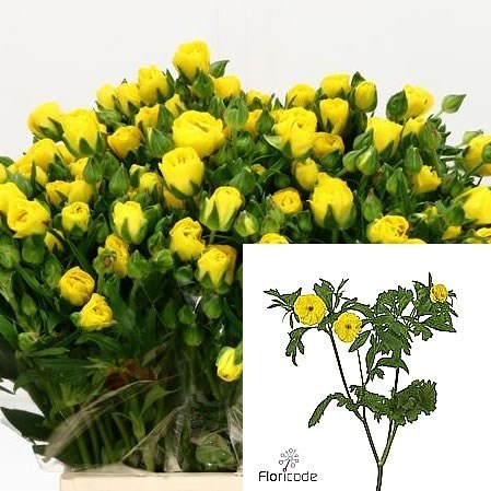 Ranunculus Butterfly Phytalos