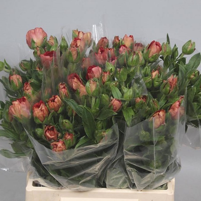 Ranunculus Butterfly Theseus 50cm Wholesale Dutch