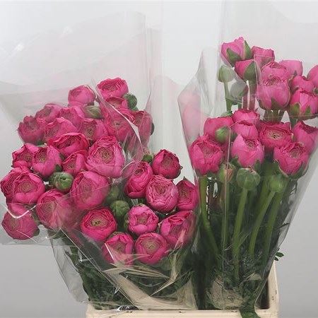 Ranunculus Cloony Bolero
