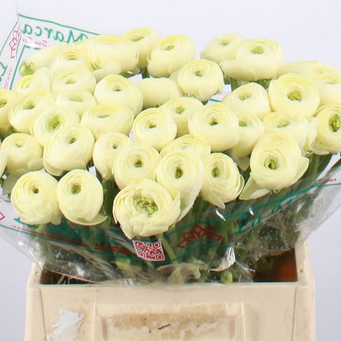 Ranunculus Cloony Commedia (Extra)