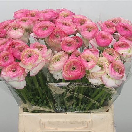 Ranunculus Cloony Felicidade