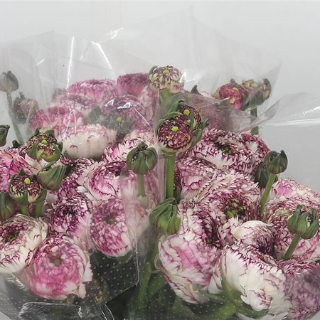 Ranunculus Cloony Felicidade GIGA