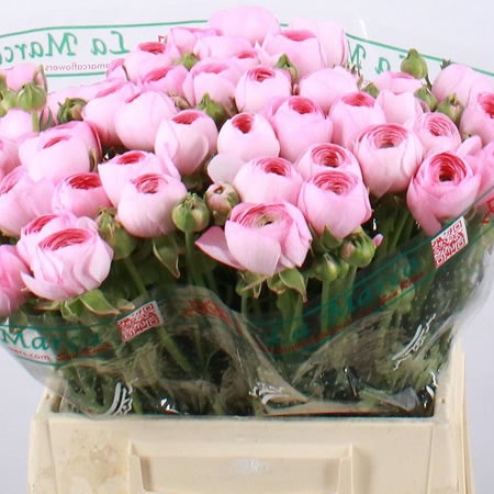 Ranunculus Cloony Flamingo (Extra)