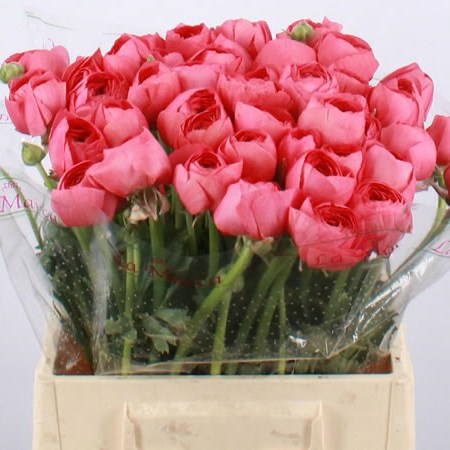 Ranunculus Cloony Fragolino (Extra)