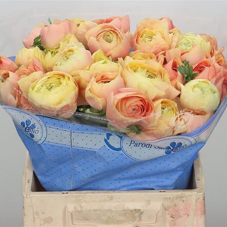 Ranunculus Cloony Grand Pastel XL