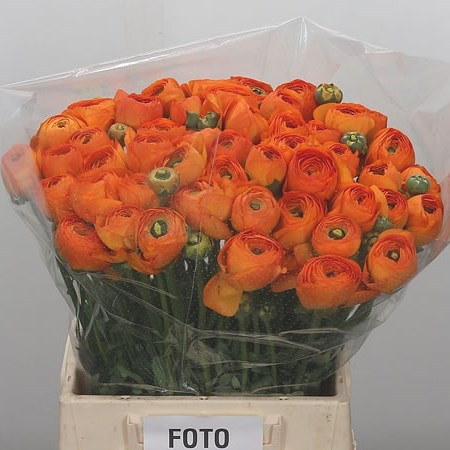 Ranunculus Cloony Lambada