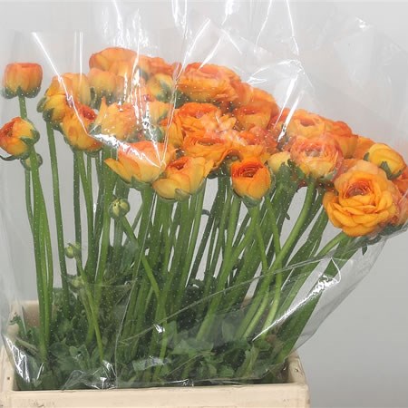 Ranunculus Cloony Lambada