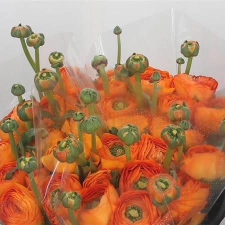 Ranunculus Cloony Lambada GIGA