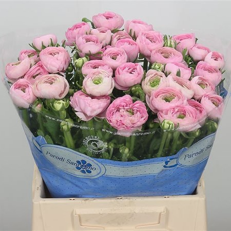 Ranunculus Cloony Pink 416