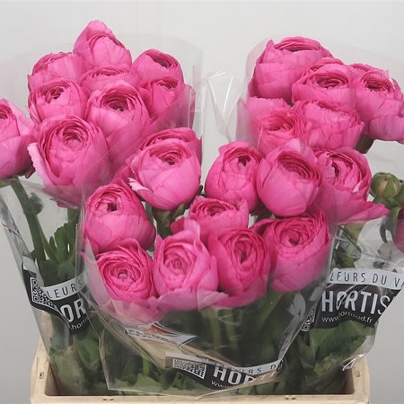 Ranunculus Cloony - Pink 560