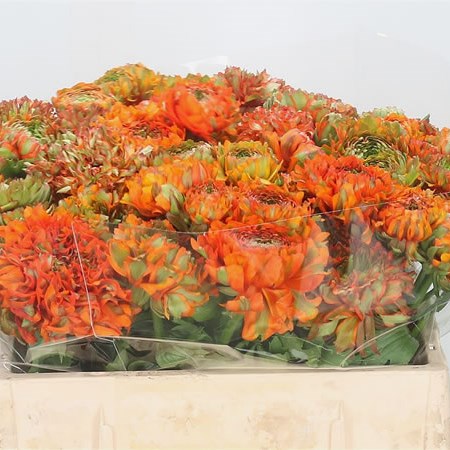 Ranunculus Cloony Pon Pon 974