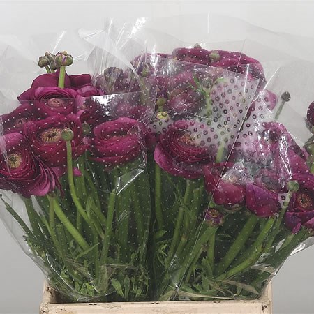 Ranunculus Cloony Sherry XXL