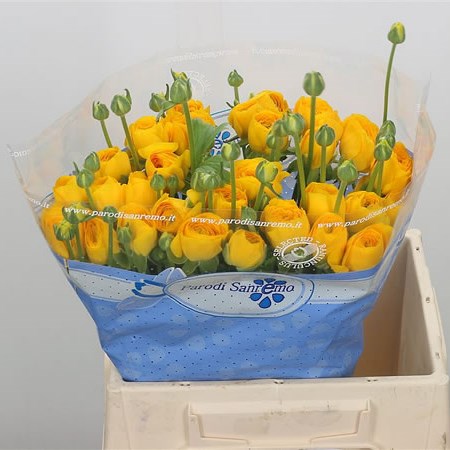 Ranunculus Cloony Yellow 129