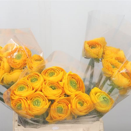 Ranunculus Cloony Yellow 129 XXL