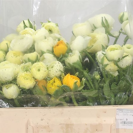 Ranunculus Elegance Cream