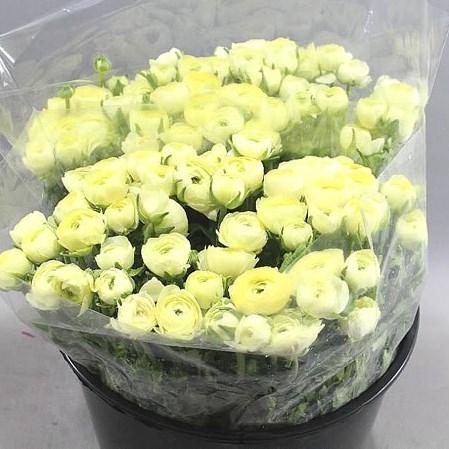 Ranunculus Elegance Cream