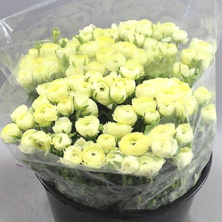 Ranunculus Elegance Cream