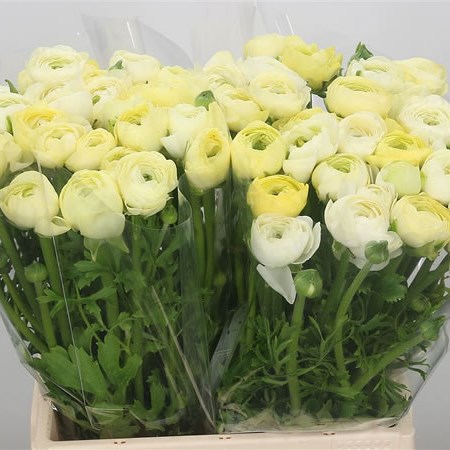 Ranunculus Elegance Cream Ex