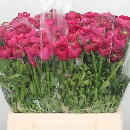 Ranunculus Elegance Hot Pink