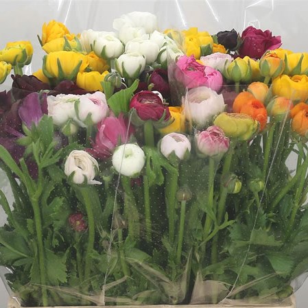 Ranunculus Elegance Mix