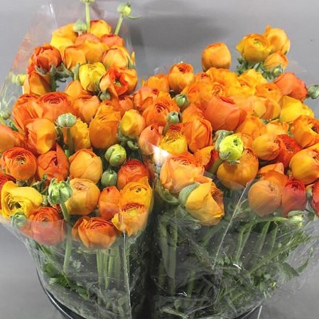 Ranunculus Elegance Orange Extra