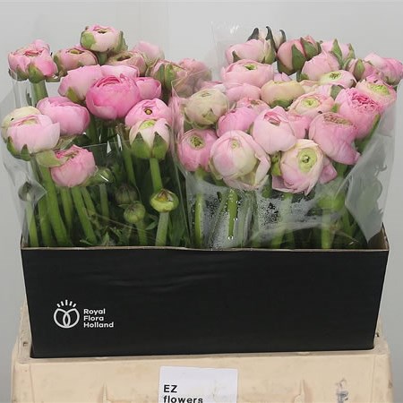 Ranunculus Elegance Pink