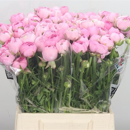 Ranunculus Elegance Pink