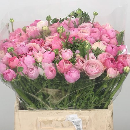 Ranunculus Elegance Porcelina