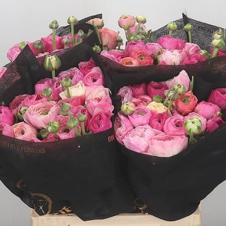 Ranunculus Elegance Porcellina Super