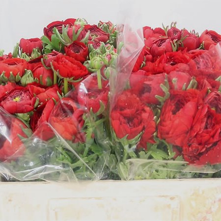 Ranunculus Elegance Red