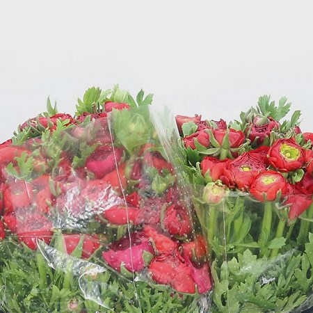 Ranunculus Elegance Red