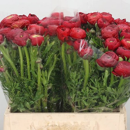 Ranunculus Elegance Red