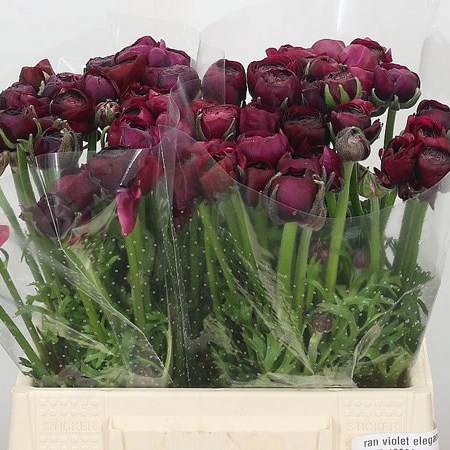 Ranunculus Elegance Violet