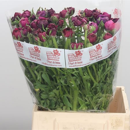 Ranunculus Elegance Violet