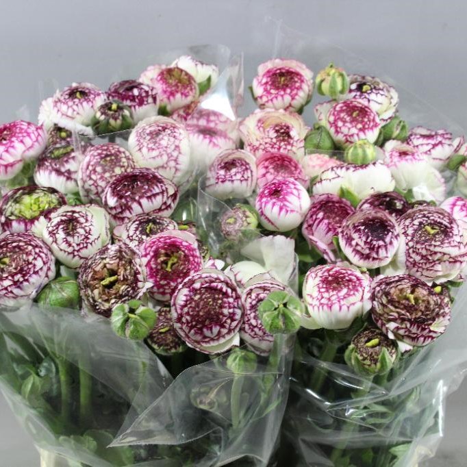 Ranunculus Elegance White Stripes