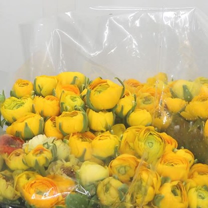 Ranunculus Elegance Yellow