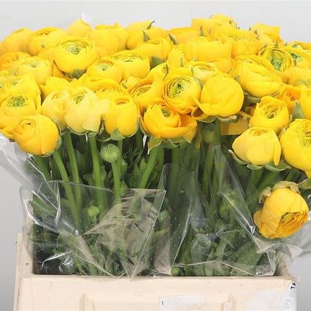 Ranunculus Elegance Yellow