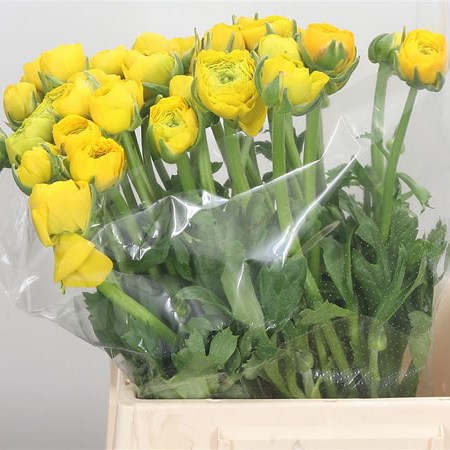 Ranunculus Elegance Yellow