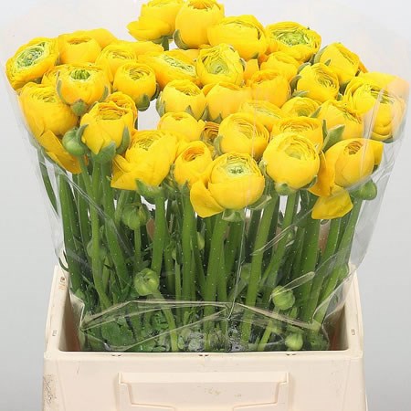 Ranunculus Elegance Yellow
