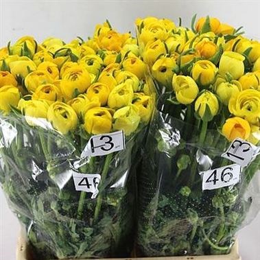 Ranunculus Elegance Yellow Ex