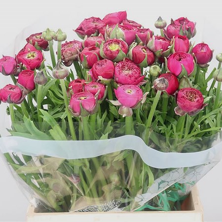 Ranunculus Festival Dark Pink Extra