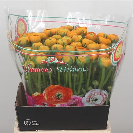 Ranunculus Fiesta