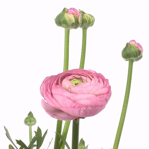 Ranunculus Giga Pink (Extra)