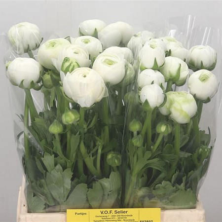 Ranunculus Giga White (Extra)