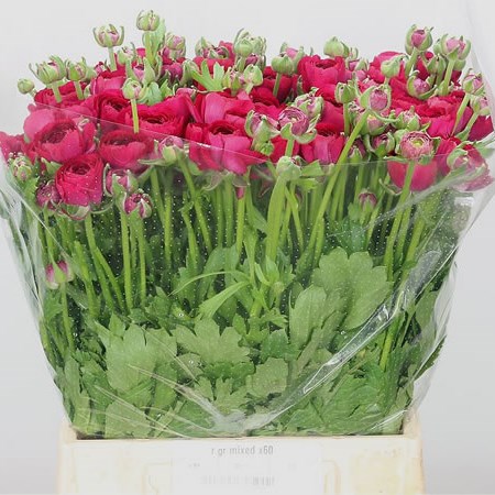 Ranunculus Hot Pink Passion