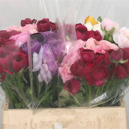 Ranunculus Mixed (Cols may vary)