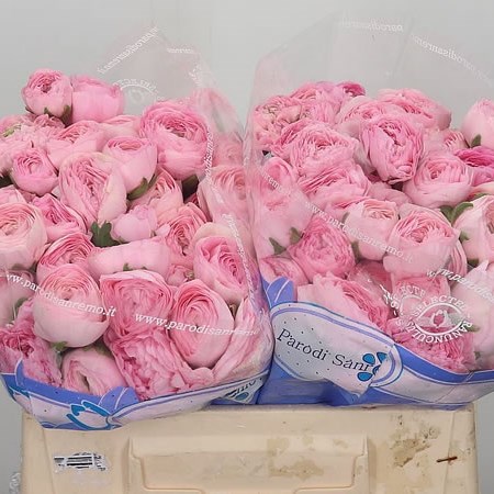 Ranunculus Pink 423