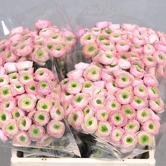 Ranunculus Pink Perfection